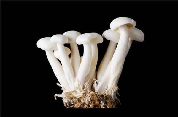 经常吃金针菇的危害