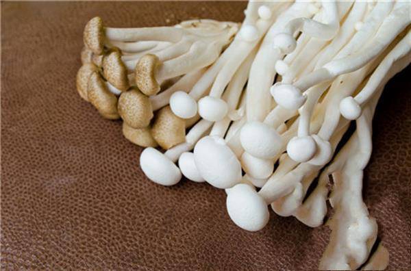 金针菇可以冷冻保存吗