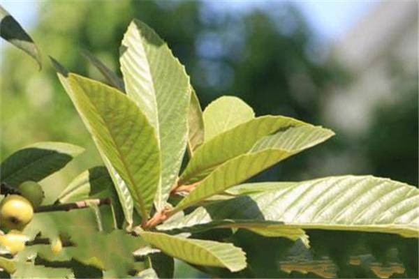 枇杷叶煮水可以加蜂蜜一起喝吗 枇杷叶和什么一起煮止咳效果最好